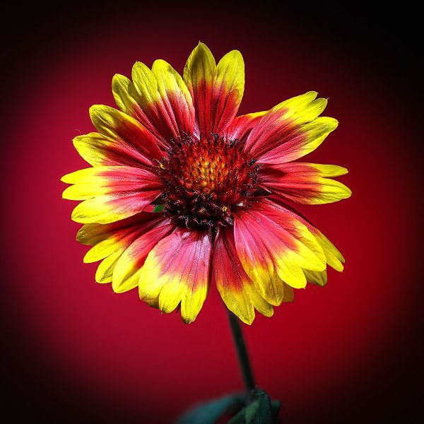 Jaynes Gallery 아티스트의 USA-Colorado-Loveland Gaillardia flower close-up작품입니다.